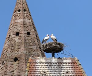 Les cigognes dans leur nid